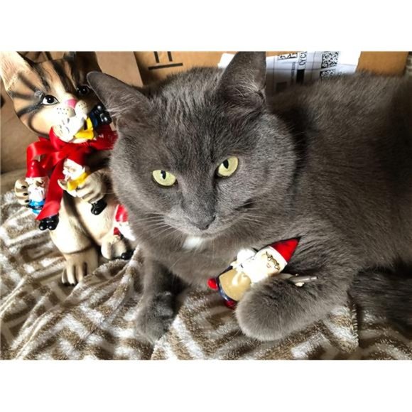 Mischievous Cat Garden Gnome Statue Figurine - Best Art Décor for Indoor Outdoor - Picture 7 of 7